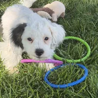 Felix, a male Shihpoo for sale in Stratton, CO – 7 of 7