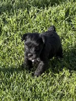 Abby, a female Miniature Schnauzer for sale in Stratton, CO – 4 of 9