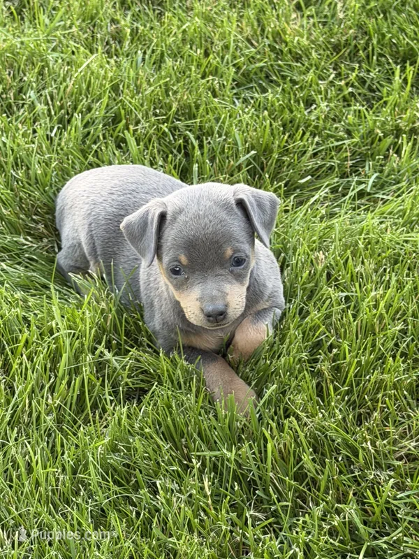 Bailey – Miniature Pinscher puppy for sale in Stratton, CO