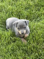 Bailey, a female Miniature Pinscher for sale in Stratton, CO – 1 of 7