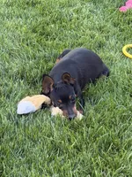 Buddy, a male Miniature Pinscher for sale in Stratton, CO – 2 of 7