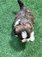 Pepper, a male Shihpoo for sale in Stratton, CO – Photo 4 of 7