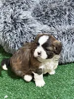 Pepper, a male Shihpoo for sale in Stratton, CO – Photo 1 of 7