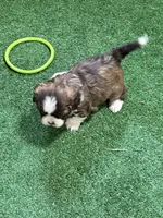 Pepper, a male Shihpoo for sale in Stratton, CO – Photo 5 of 7