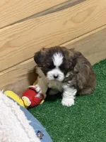 Pepper, a male Shihpoo for sale in Stratton, CO – Photo 7 of 7
