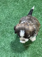 Pepper, a male Shihpoo for sale in Stratton, CO – Photo 6 of 7
