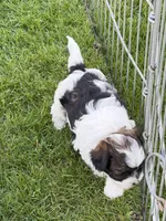 Olive, a female Shihpoo for sale in Stratton, CO – 3 of 5