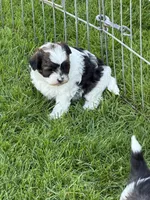 Olive, a female Shihpoo for sale in Stratton, CO – 5 of 5