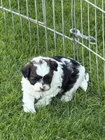 Olive, a female Shihpoo for sale in Stratton, CO – 2 of 5
