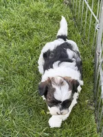 Olive, a female Shihpoo for sale in Stratton, CO – 4 of 5
