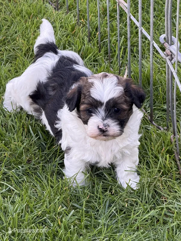 Olive – Shihpoo puppy for sale in Stratton, CO
