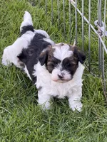 Olive, a female Shihpoo for sale in Stratton, CO – 1 of 5