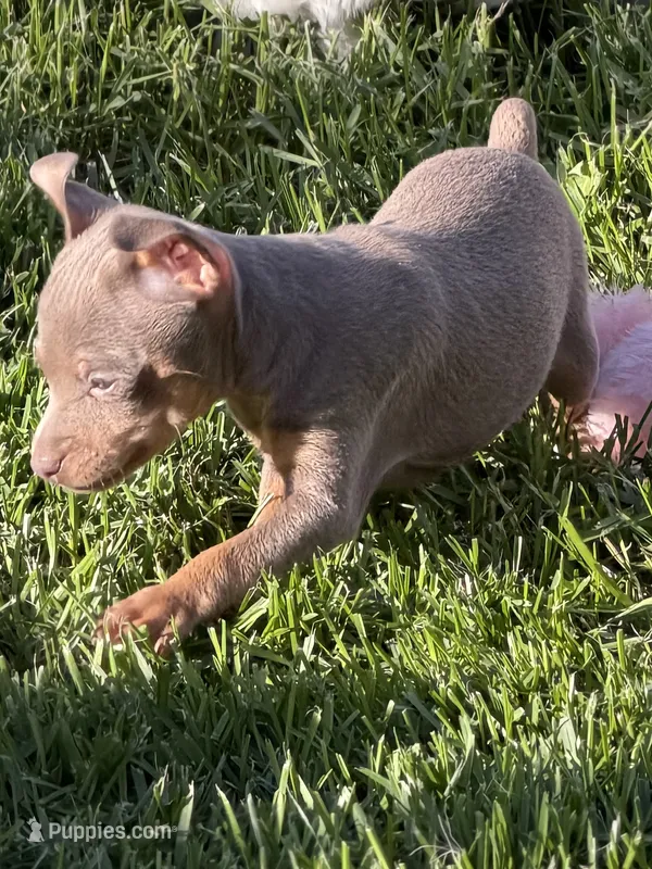Gordy – Miniature Pinscher puppy for sale in Stratton, CO