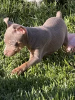 Gordy, a male Miniature Pinscher for sale in Stratton, CO – 1 of 4