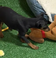 Gizmo, a male Miniature Pinscher for sale in Stratton, CO – 2 of 8
