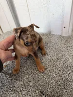 Devin, a male Miniature Pinscher for sale in Stratton, CO – Photo 5 of 7