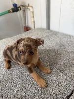 Devin, a male Miniature Pinscher for sale in Stratton, CO – Photo 3 of 7