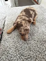 Devin, a male Miniature Pinscher for sale in Stratton, CO – Photo 4 of 7