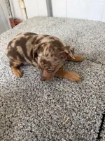 Devin, a male Miniature Pinscher for sale in Stratton, CO – Photo 6 of 7