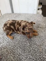 Devin, a male Miniature Pinscher for sale in Stratton, CO – Photo 1 of 7