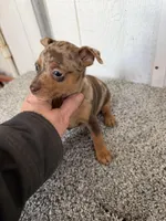 Devin, a male Miniature Pinscher for sale in Stratton, CO – Photo 2 of 7