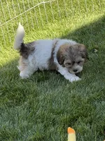 Lily, a female Shihpoo for sale in Stratton, CO – 4 of 5