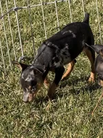 Gracie, a female Miniature Pinscher for sale in Stratton, CO – Photo 5 of 7