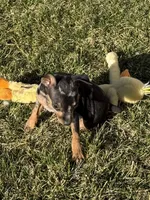 Gracie, a female Miniature Pinscher for sale in Stratton, CO – Photo 3 of 7