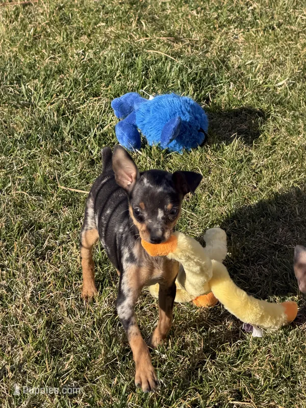 Gracie – Miniature Pinscher puppy for sale in Stratton, CO
