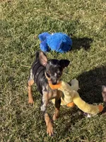 Gracie, a female Miniature Pinscher for sale in Stratton, CO – Photo 1 of 7