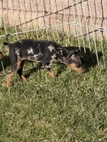 Gracie, a female Miniature Pinscher for sale in Stratton, CO – Photo 6 of 7