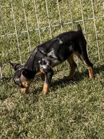 Gracie, a female Miniature Pinscher for sale in Stratton, CO – Photo 7 of 7