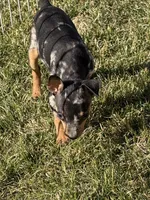 Gracie, a female Miniature Pinscher for sale in Stratton, CO – Photo 2 of 7