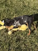 Gracie, a female Miniature Pinscher for sale in Stratton, CO – Photo 4 of 7
