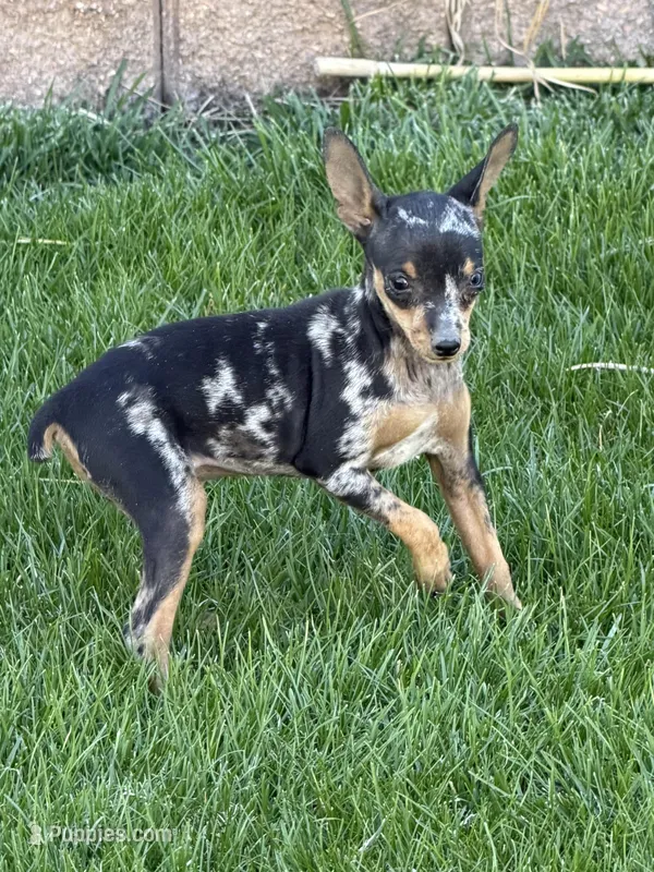 Gracie – Miniature Pinscher puppy for sale in Stratton, CO