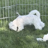 Francie, a female Shihpoo for sale in Stratton, CO – 2 of 6