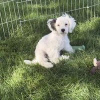 Felix, a male Shihpoo for sale in Stratton, CO – 6 of 7