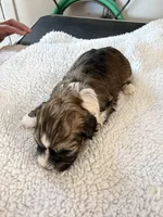 Olive, a female Shihpoo for sale in Stratton, CO – 1 of 7