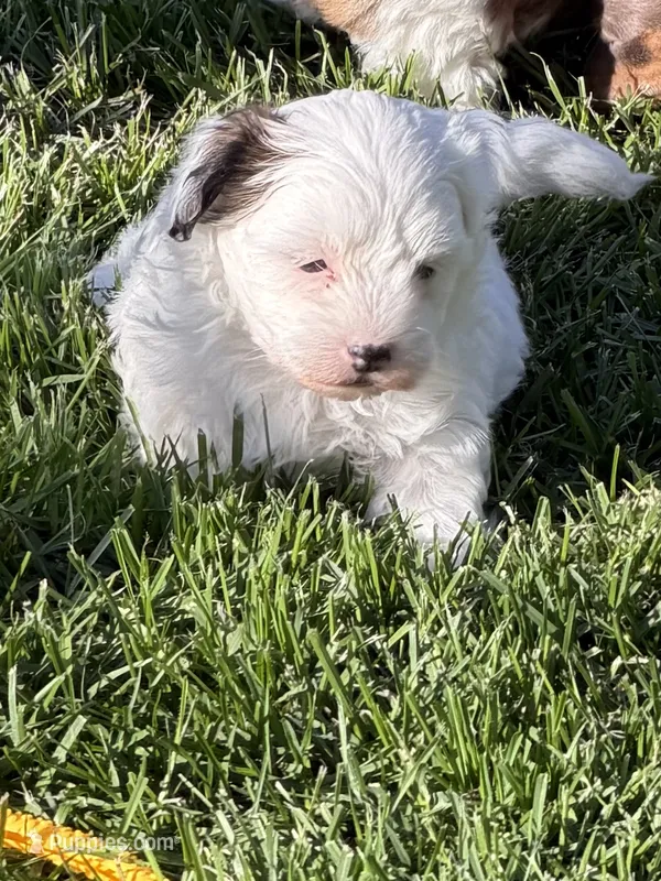 Casper – Shihpoo puppy for sale in Stratton, CO