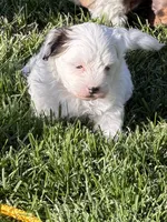 Casper, a male Shihpoo for sale in Stratton, CO – 1 of 7