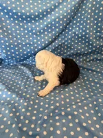 Obi, a male Shihpoo for sale in Stratton, CO – 5 of 7