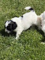 Frannie, a female Shihpoo for sale in Stratton, CO – 8 of 8