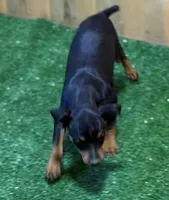 Gus, a male Miniature Pinscher for sale in Stratton, CO – 2 of 9