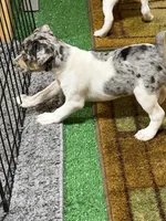 GiGi, a female Rat Terrier for sale in Stratton, CO – Photo 9 of 9