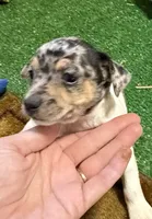 GiGi, a female Rat Terrier for sale in Stratton, CO – Photo 7 of 9