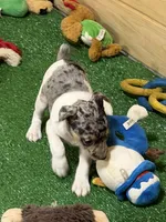 GiGi, a female Rat Terrier for sale in Stratton, CO – Photo 3 of 9