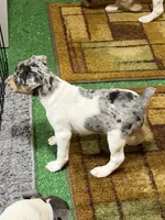 GiGi, a female Rat Terrier for sale in Stratton, CO – Photo 8 of 9