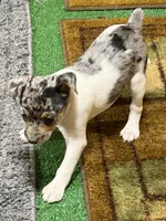 GiGi, a female Rat Terrier for sale in Stratton, CO – Photo 2 of 9