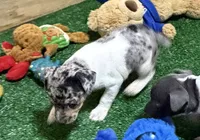 GiGi, a female Rat Terrier for sale in Stratton, CO – Photo 5 of 9