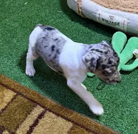 GiGi, a female Rat Terrier for sale in Stratton, CO – Photo 4 of 9